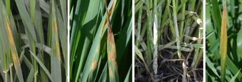 Stripe Rust Confirmed In Wheat In South Central And Southeast Nebraska; Other Diseases Increasing